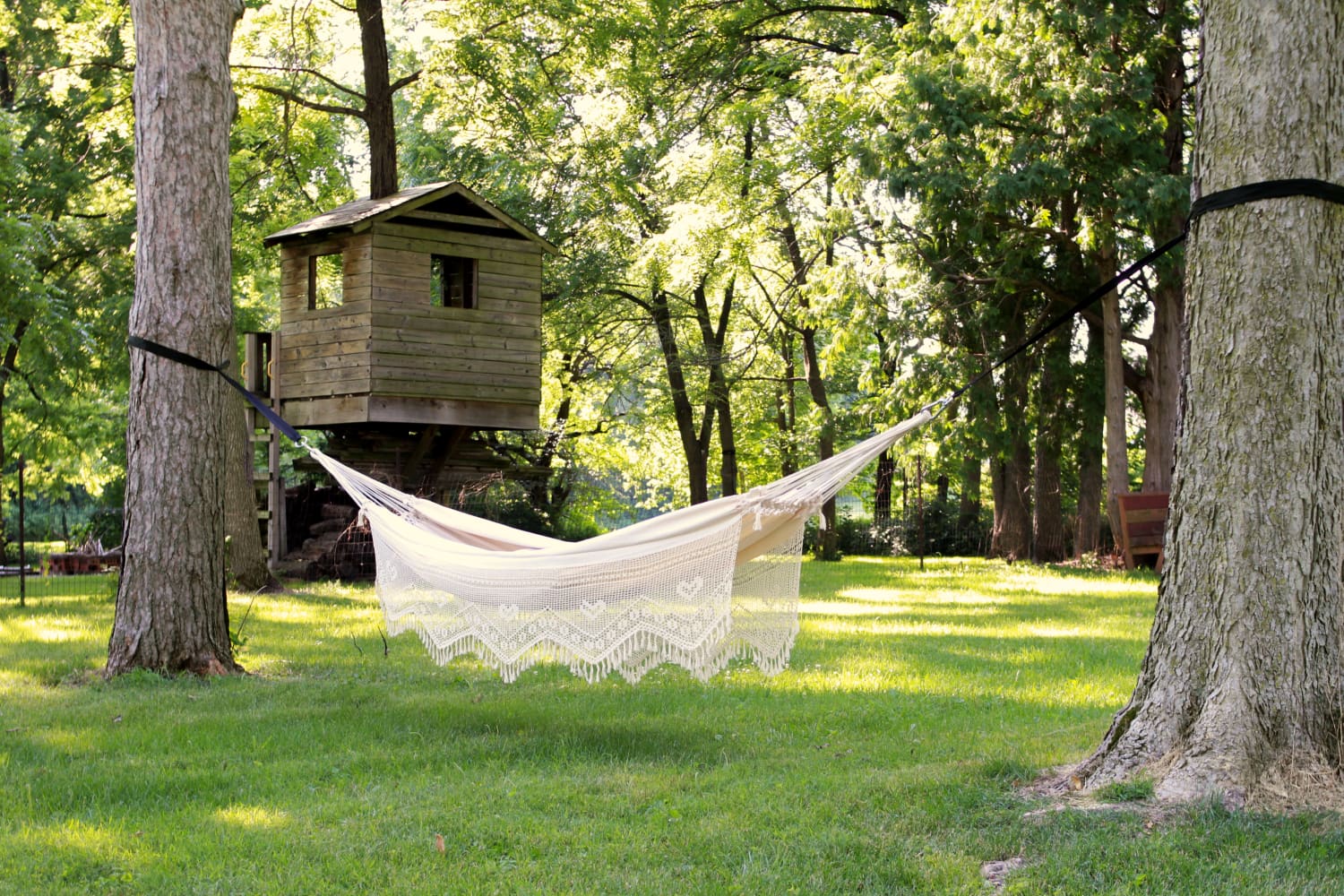 tree with hammock