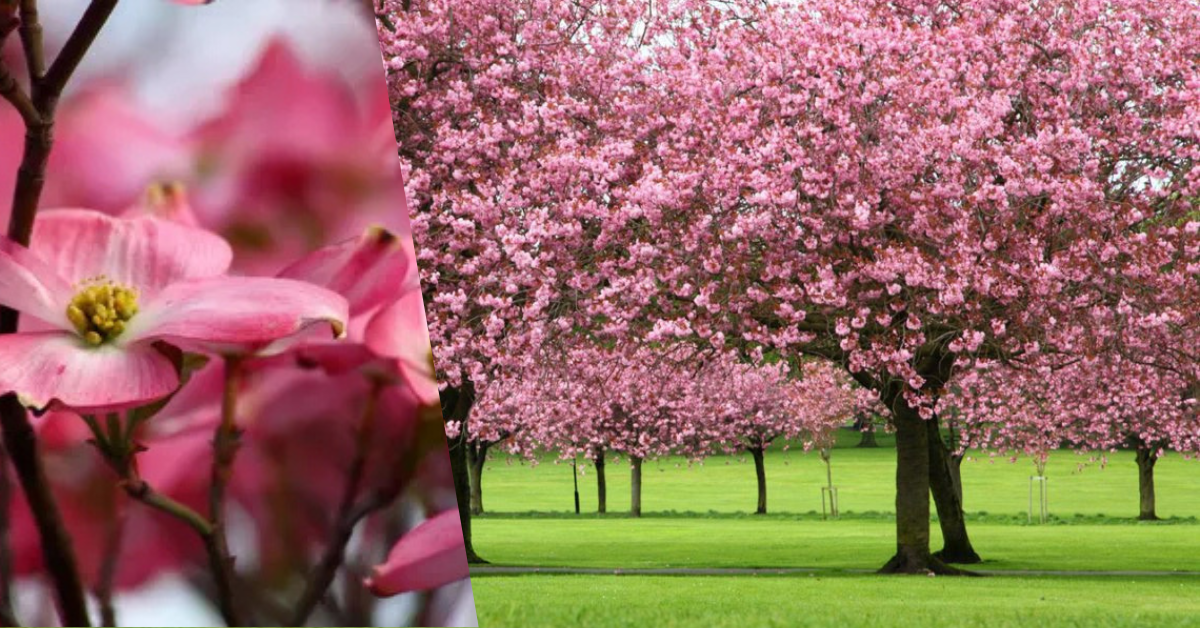 tree with pink flowers