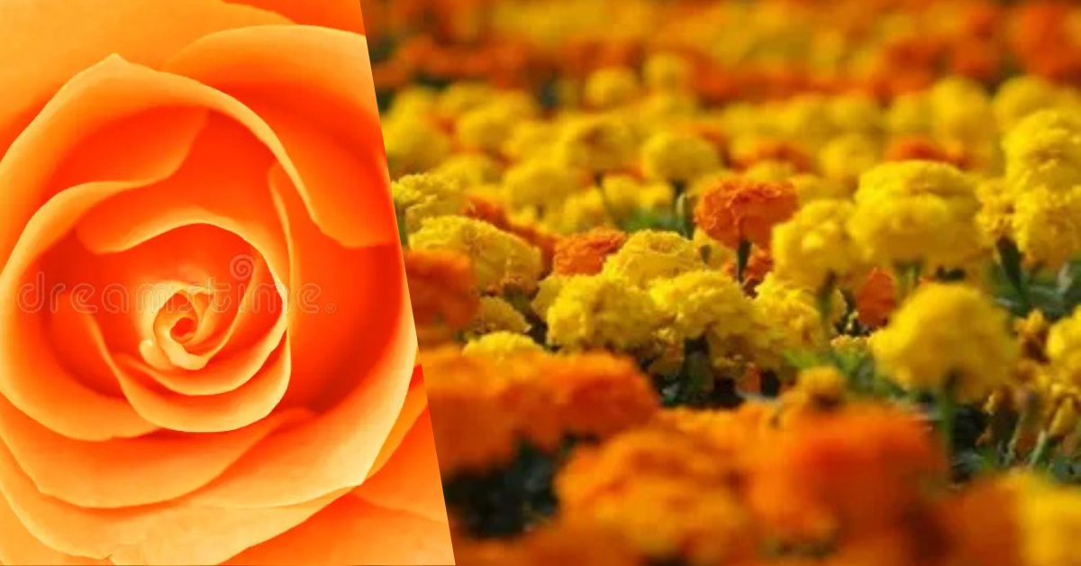 yellow orange flowers