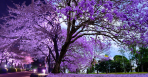 purple blooming tree