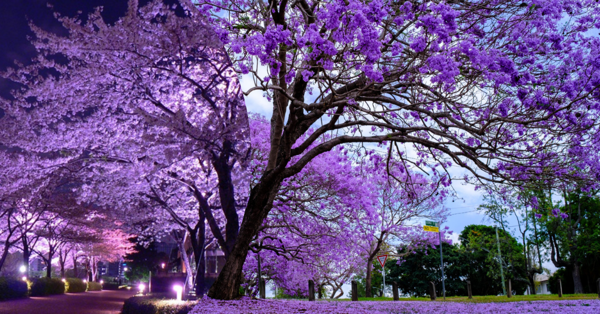 purple blooming tree